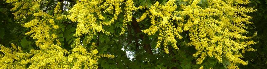 Koelreuteria banner[1]